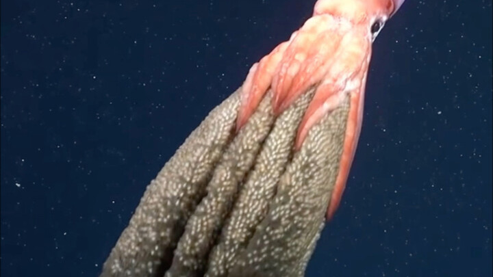 Squid laying eggs!