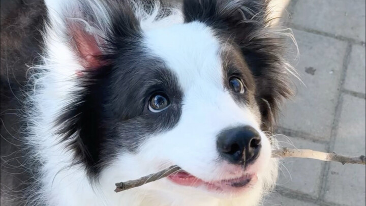 يا رجل، ما تضل تقضي وقت طويل مع الكلب الشقي.