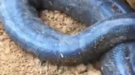 A Black Dragon Subdued by the Mining Mechanism