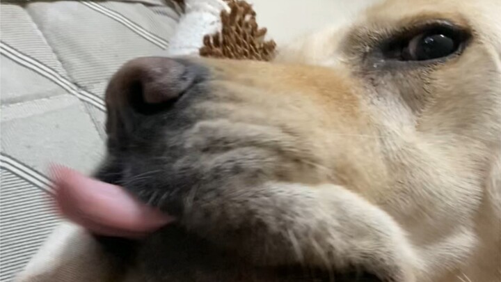 How good-natured is a Labrador?