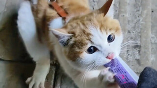 Kucing keberuntungan pemilik toko serba ada