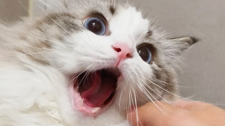 Tuyệt quá! Cai Cai là mèo tuyệt thế!