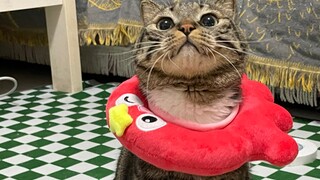 بث مباشر من الموقع!! المواجهة بين شو جوان باو والجدة شي جي!!!