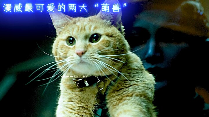 สอง "สัตว์น่ารัก" ที่น่ารักที่สุดของมาร์เวล ที่แท้นัยน์ตาของนิค ฟิวรีดันบอดแบบนี้นี่เอง! #รวมคลิป #ต