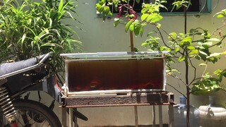 Channa Yellow Maru Sentarum
