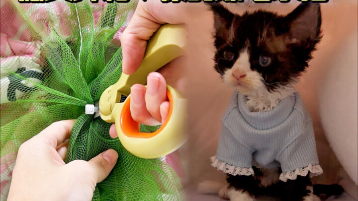 Đức Văn mở hộp｜Cuối cùng cũng nhận được chú mèo nhỏ của mình