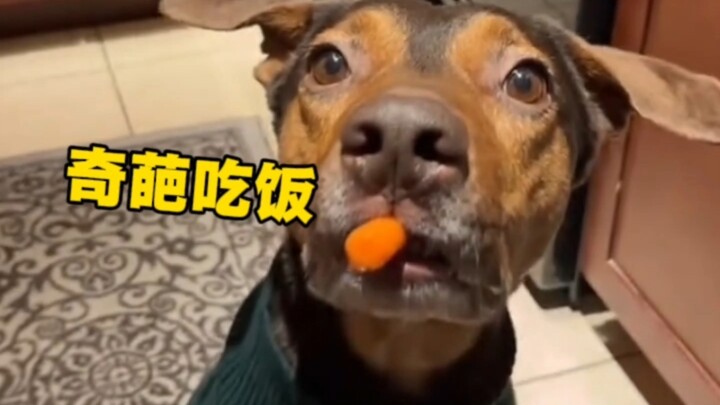Những chú chó kỳ lạ khi ăn uống