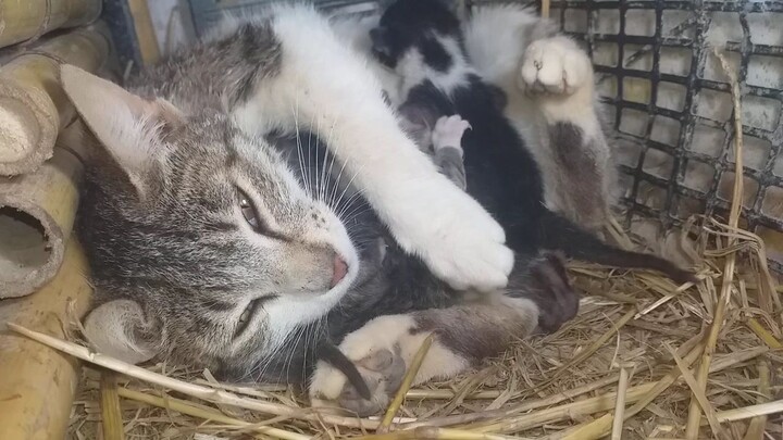 一只母猫正在哺育她的三只小猫，场面温馨感人！   #cat_birth