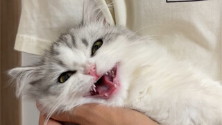 Anak kucing itu merontokkan giginya saat parkour~