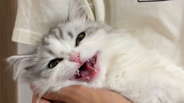 The kitten knocked out its teeth while parkouring~