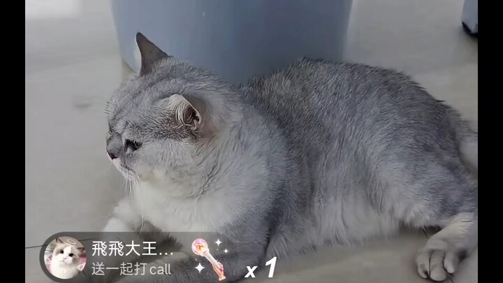 9.26 Dog Mom and Xiao Feng debunk the rumors about Brother Dog being abused.
