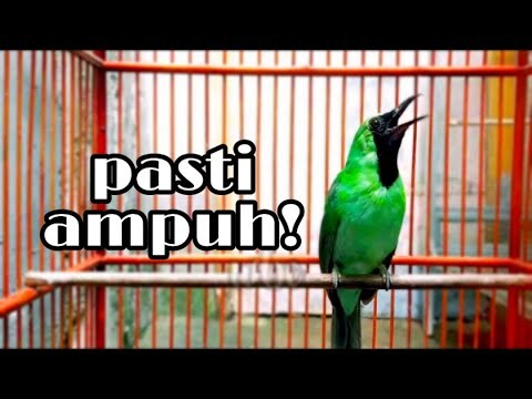 Cucak Ijo Di Jamin Emosi Dengan Pancingan Cucak Ijo Gacor Ini