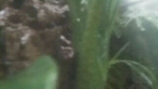 𝑀𝐼𝑁𝐼 𝐸𝐷𝐸𝑇 𝐵𝑌 𝑍𝐻𝐴𝑅𝐼𝑁𝐸 𝐽𝑂𝑌 𝑆. 𝑃𝑂𝑆𝑇𝑂𝑅