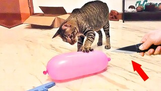 Funniest Cat Videos That Will Make You Laugh #37 - Funny Cats and Dogs Videos