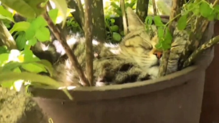 “Kucing dan pot bunga ini seperti menyatu menjadi satu”