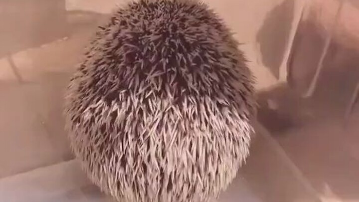 เม่น: ฉันเบื่อจะตายอยู่แล้ว