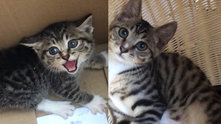It’s been more than two months since I picked up a cat, and the super vicious little wild cat from t