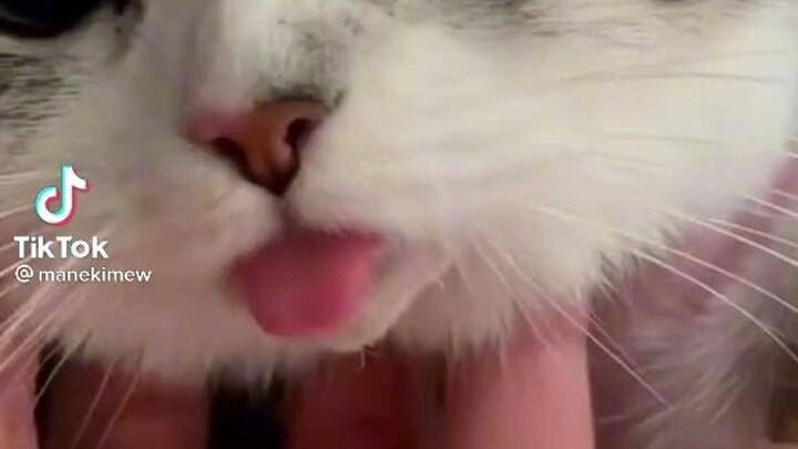 MEOW~