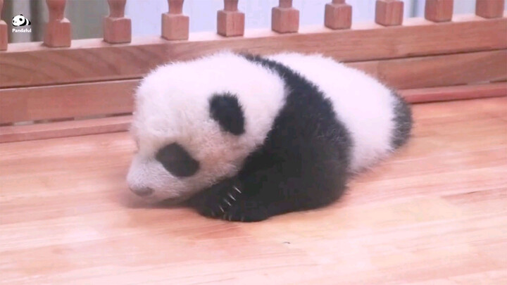 Little panda falling asleep, watch this for free!