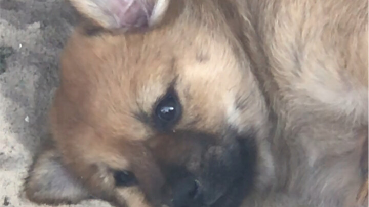 Anjing jalanan kecil yang biasa diberi makan di toko ternyata sudah melahirkan!