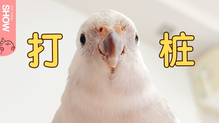Burung beo ini sampai membuat lapisan pelindung layar ponsel saya retak.. 【Pertunjukan Marco Polo】