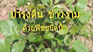 สรรพคุณมีธาตุไนโตรเจน เหมือนกับใส่ปุ่ยอินทรีย์ ข้าวงามด้วยถั่วพร้า/โดยฮอยไทยอีสาน