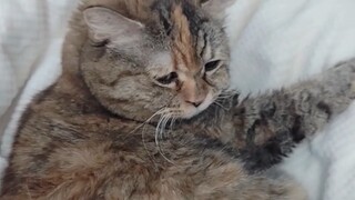 Kamu tidak boleh menyentuh pantat Mi seperti itu