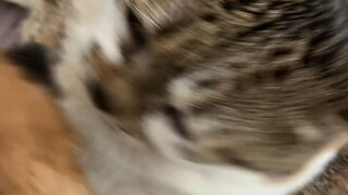 Just now I found him pressing the puppy, and he ran away as soon as I stood up. I thought it was my 