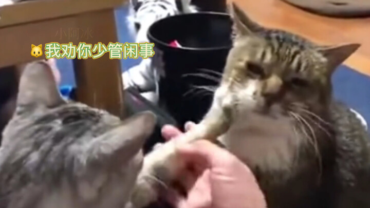 Mimi: Aku sarankan kamu jangan terlalu ikut campur urusan orang lain!