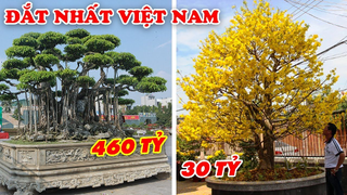 Cây Cảnh 460 Tỷ và 7 Cây Bonsai ĐẮT NHẤT VIỆT NAM