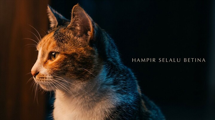 Kucing tiga warna ini hampir selalu betina, dan jantannya sangat jarang 🐱 Rahasianya ada di kromoso