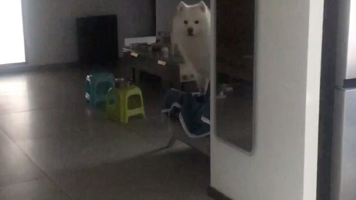 Chó con: Đã xác nhận qua ánh mắt!