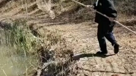 سمك الشبوط العشبي