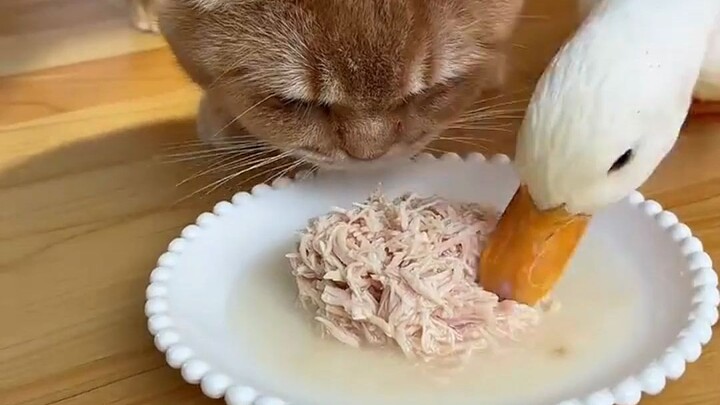 Bagaimana cara merawat kucing yang sudah tua