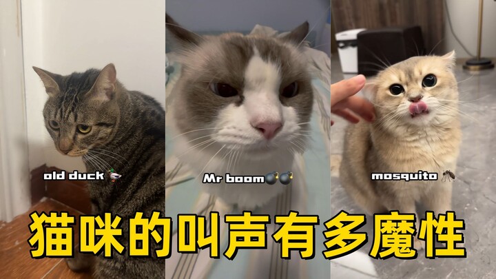 เสียงร้องของแมวจะมีเสน่ห์ชวนหลงใหลได้มากแค่ไหน