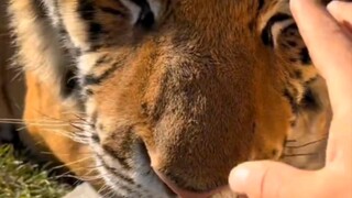 مشاعر الحيوانات بسيطة ونقية للغاية، إذا ربيتها، فإنها تثق بك ثقة عمياء. آمل أن يمضوا مسافة أطول معًا