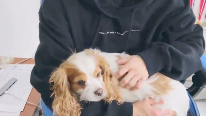 【Stray Kids】Sự quyến rũ của hai cực đối lập và những người bạn thú cưng của họ