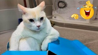 Best Funny Animal Videos Of The 2022 🤣 - Funniest Cats And Dogs Videos 😺😍