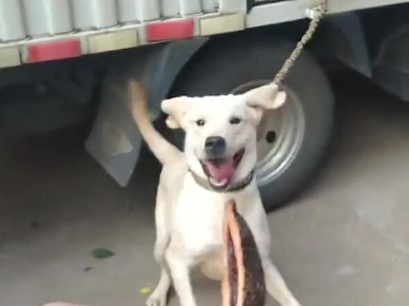 Chân dung nhân vật mạng⚡Lang Cẩu Đa Đa⚡