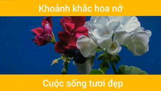 Khoảnh khắc hoa nở cực đẹp