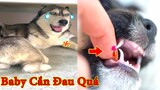 Thú Cưng TV | Ngáo Và Ngơ #31 | chó thông minh vui nhộn | Pets funny cute smart dog