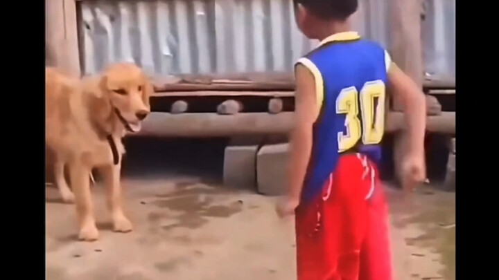 Anjing: Aku akan mengalahkanmu dalam tarik tambang.