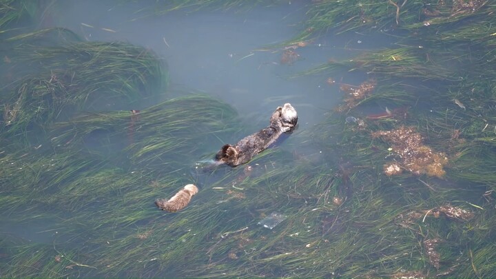 Mama berang-berang laut setelah bangun tidur: Anakku kok sebesar ini?!