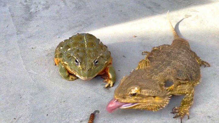 [Animals]A bullfrog is irritated because a lizard grabs his food