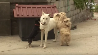 Two Boy Dogs ต่อสู้กับสุนัขสาวสวย คริสเตอร์ คลับ
