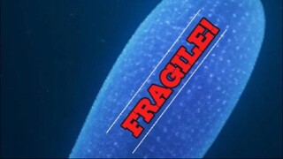 “Pyrosomes: The Ocean’s Giant Made of Clones… That Shatters Like Glass!”