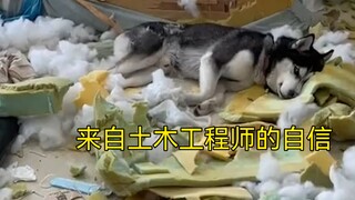 《动物拆家行为大赏》