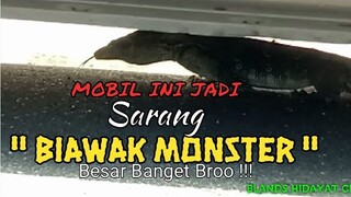 Mobil Jadi Sarang Biawak Monster || Mancing Mania - Blands Hidayat