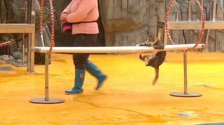 Pertama kali ke akuarium nonton pertunjukan kucing, lucu banget...