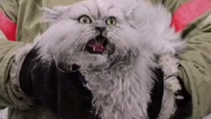 Hình như cuối cùng tôi cũng đã hiểu vì sao lại trừng phạt những chú mèo của Nga!